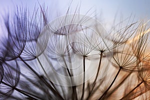 Abstract dandelion flower background. Seed macro closeup. Soft focus