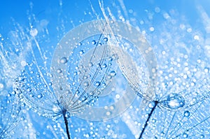 Abstract dandelion flower seeds with water drops background