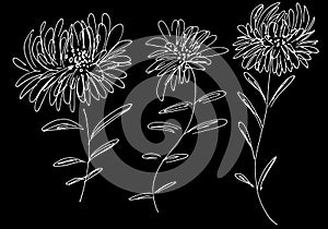 Abstract dandelion flowers icons isolated on black background. Outline collection. Hand Drawn vector illustration set. Dandelion