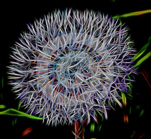 Abstract Dandelion Head