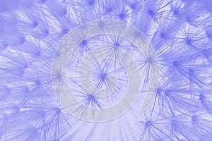 Abstract dandelion inspired by color 17-3938, Veri Peri  - Color of the year 2022 - Trendy concept