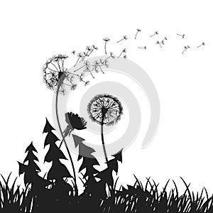Abstract Dandelions dandelion with flying seeds - vector