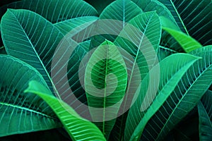abstract dark green leaf texture, nature background, tropical leaf