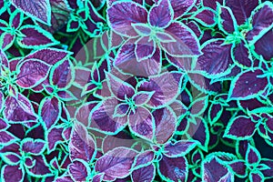 Abstract dark and light neon coleus, fantastic gray foliage texture, decorative tropical leaf pattern, floral arrangement design,