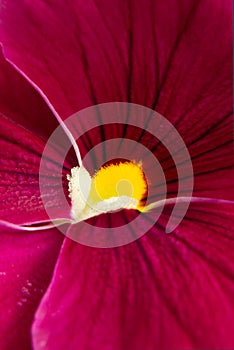 Abstract of dark pink pansy - macro