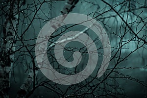 Abstract dark scary background. The forest is mysterious with strange moonlight and night ghostly branches of trees in