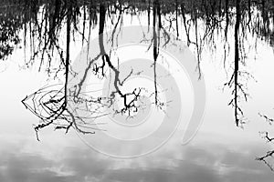 Abstract dead trees reflected in a lake, art of pattern and surface, bare tree trunks and branches, gently clouds in the water.