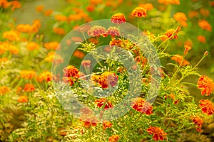 Abstract defocus marrygold flower with blurry background, beautiful fresh morning with dew on petal  at Delhi. Spring landscape