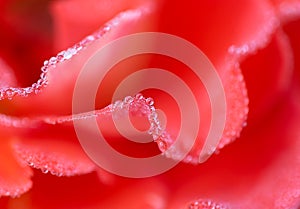 Abstract defocused background. Blurry pink rose petals with dew drops.