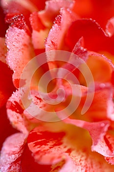 Abstract defocused background. Blurry pink rose petals with dew drops.