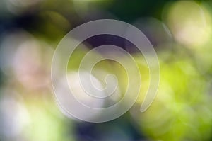 Abstract defocused background of tree, sky, light and sun shade