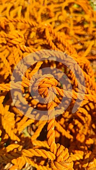 Photo orange rope knots - stock photo