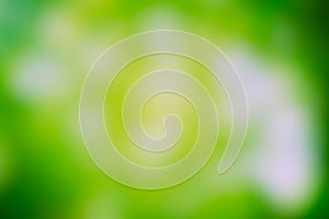 Abstract defocused green background - abstract background