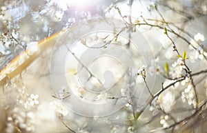 Abstract defocused spring background with Ñherry blossom