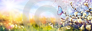 Abstract Defocused Spring Scene - Butterfly