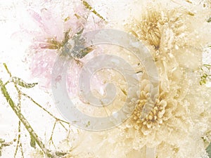 Abstract with delicate frozen chrysanthemums