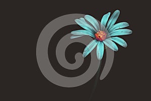 Abstract design Blue daisy flower  Felicia amelloides