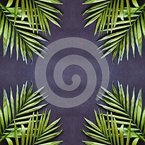 abstract design with palm plant leaves and black background