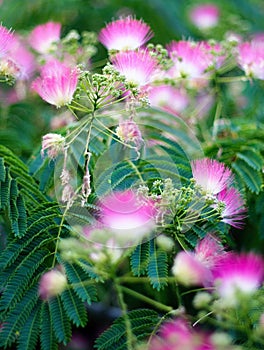 The abstract detail of blooming flowers in the park, Slovakia