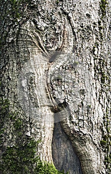 Abstract detail of the cracked trunk of an old spruce