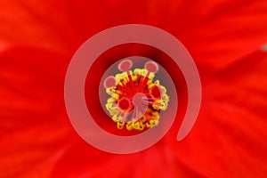 Abstract detail of a hibiscus flower - macro photography with very shallow depth of field