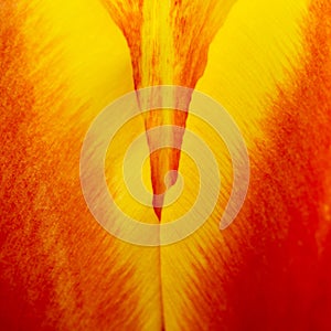 Abstract details of red, yellow and orange tulip flower petals in V shape under high magnification close-up macro photo photo