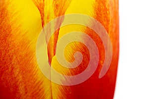 Abstract details of red, yellow and orange tulip flower petals in V shape under high magnification close-up.