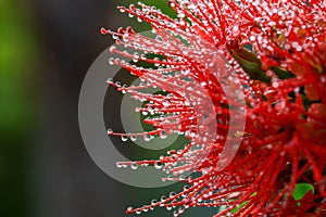 Abstract of dew drops of water on flower