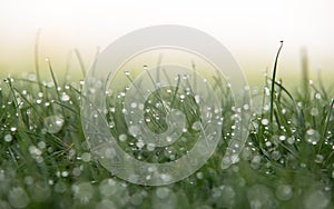 Abstract Dew on Grass