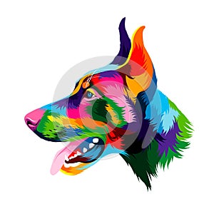 Abstract doberman head portrait from multicolored paints. Colored drawing