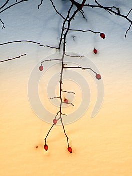 Abstract dog-rose on snow