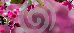 Abstract and dreamy banner of of spring blossoms tree with pink flowers with selective focus.