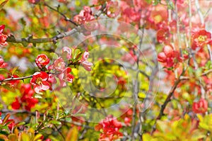 Abstract dreamy beautiful sunny meadow with flowers background