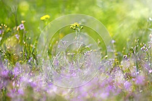 Abstract dreamy beautiful sunny meadow with flowers background