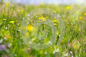 Abstract dreamy beautiful sunny meadow with flowers background