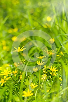 Abstract dreamy beautiful sunny meadow with flowers background w