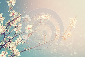 Abstract dreamy and blurred image of spring white cherry blossoms tree. selective focus. vintage filtered photo