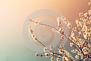 Abstract dreamy and blurred image of spring white cherry blossoms tree. selective focus. vintage filtered photo