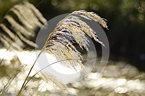 Abstract dreamy mood background ToeToe white grass New Zealand