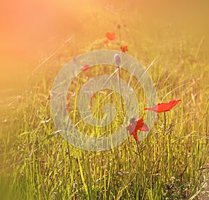 Abstract and dreamy photo with low angle of red poppies against sky with light burst. vintage filtered and toned