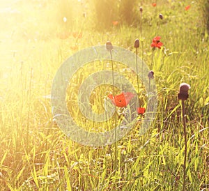 Abstract and dreamy photo with low angle of red poppies against sky with light burst. vintage filtered and toned