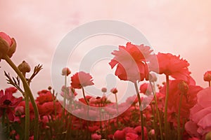 Abstract and dreamy photo with low angle of spring flowers against sky with light burst. vintage filtered and toned