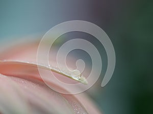 Abstract droplet on gerbera petal on blue / green bokeh background