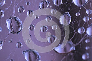 Abstract drops of dew in the spider web closeup