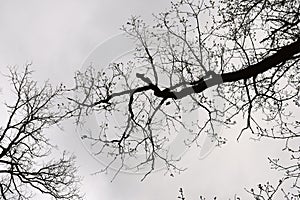 Abstract dry bare tree branch background