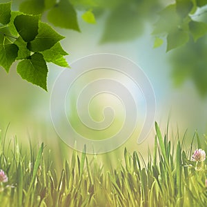 Abstract eco backgrounds with green foliage