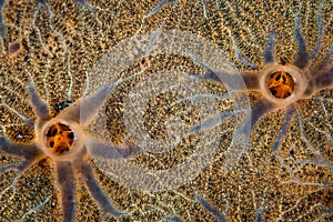 Abstract of an Encrusting Sponge in Indonesia