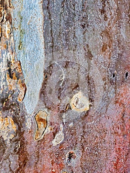Abstract Eucalyptus Tree Bark Textured Pattern