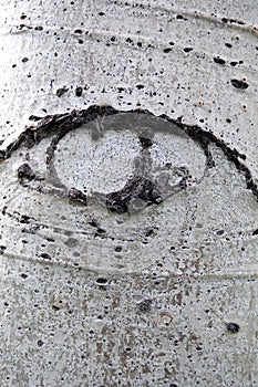 Abstract eye in bark