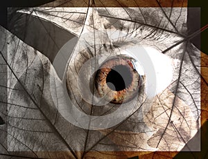 Abstract eye concept